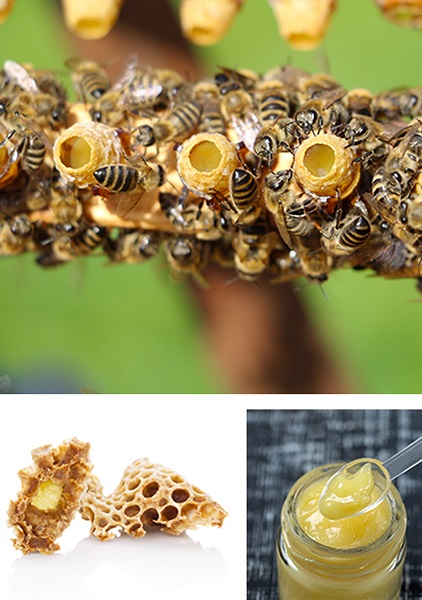 Abeilles et gelée royale